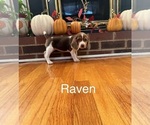 Puppy Raven Beagle