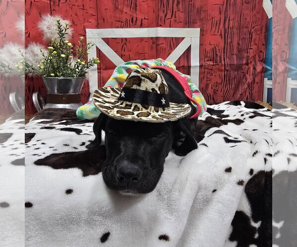 Medium Photo #5 Colonial Cocker Spaniel-Retriever  Mix Puppy For Sale in Fargo, ND, USA