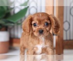 Small Photo #2 Cavalier King Charles Spaniel Puppy For Sale in NAPLES, FL, USA
