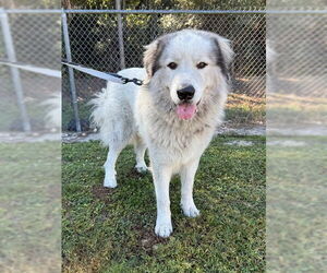 Great Pyrenees Dogs for adoption in Naples, FL, USA