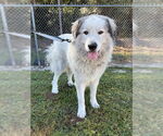 Small Great Pyrenees
