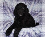 Image preview for Ad Listing. Nickname: black 2