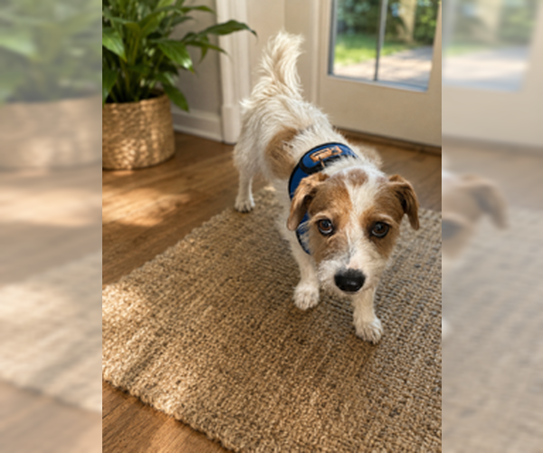 Medium Photo #2 Jack Russell Terrier-Unknown Mix Puppy For Sale in San Diego, CA, USA
