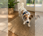 Small #1 Jack Russell Terrier Mix