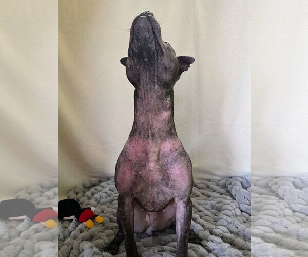 Medium Photo #10 Staffordshire Bull Terrier-Unknown Mix Puppy For Sale in Princeton, MN, USA