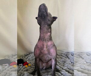 Isekai - Female Staffordshire Bull Terrier-Unknown Mix Dog for Adoption - Photo #10