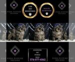 Small Photo #26 Poodle (Miniature) Puppy For Sale in WARSAW, IN, USA