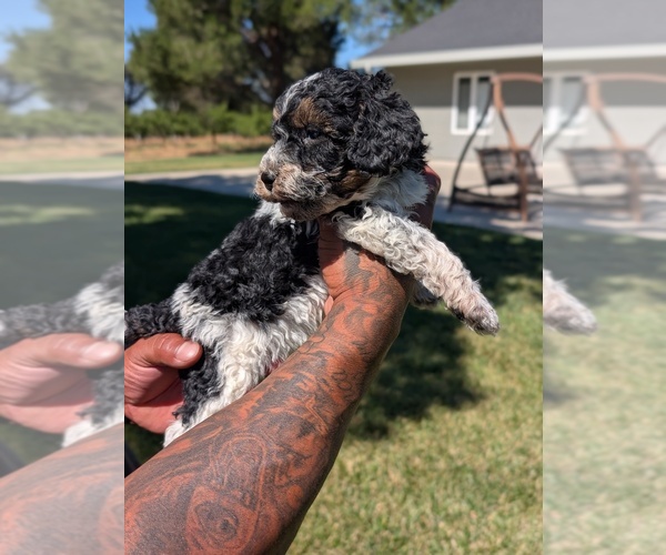 Medium Photo #3 Bernedoodle-Cavapoo (Miniature) Mix Puppy For Sale in SACRAMENTO, CA, USA