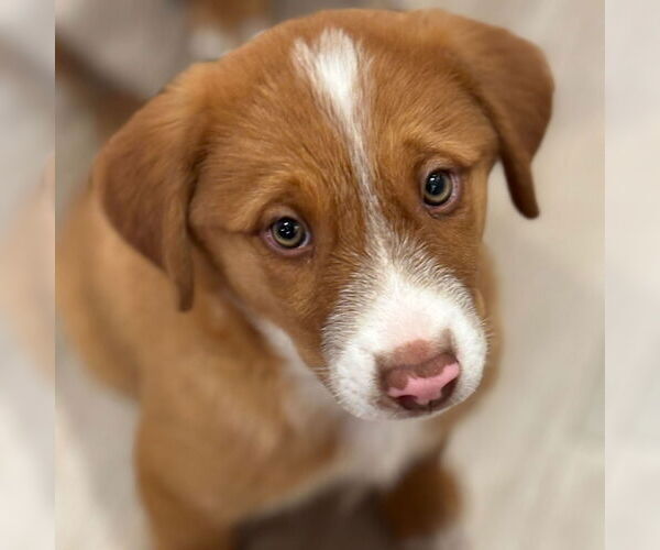 Medium Photo #1 Mutt Puppy For Sale in Laramie, WY, USA