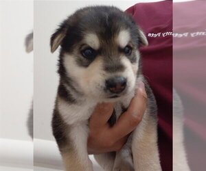 German Shepherd Dog Dogs for adoption in Houston, TX, USA