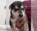 Small German Shepherd Dog