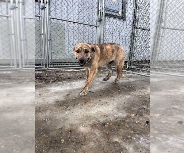 Medium Photo #2 Mutt Puppy For Sale in Calgary, Alberta, Canada