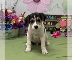 Aussiedor Dogs for adoption in SHERBURNE, NY, USA