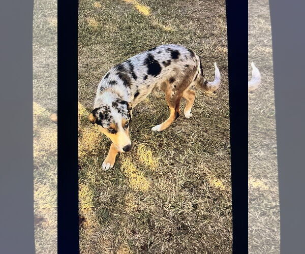 Medium Photo #9 Australian Shepherd-Unknown Mix Puppy For Sale in Fort Worth, TX, USA