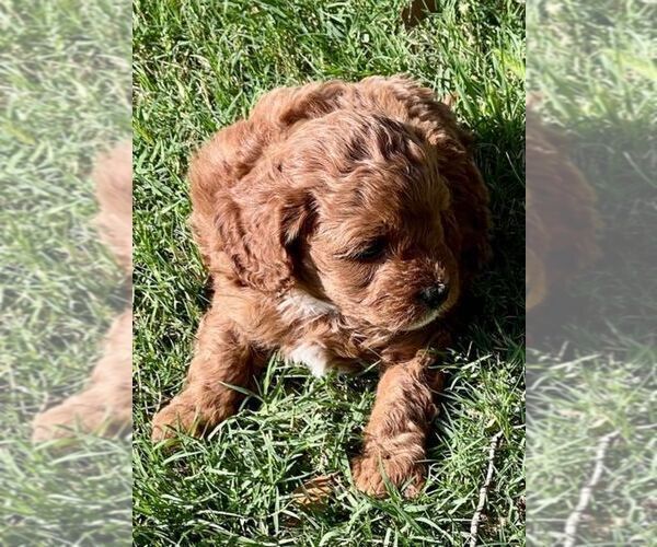 Medium Photo #6 Cavapoo (Miniature) Puppy For Sale in PLANO, TX, USA