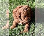 Small #5 Cavapoo (Miniature)