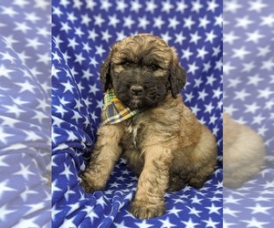 Saint Berdoodle Puppy for sale in PEACH BOTTOM, PA, USA