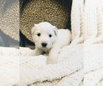 Small Photo #36 Great Pyrenees Puppy For Sale in FALCON, CO, USA