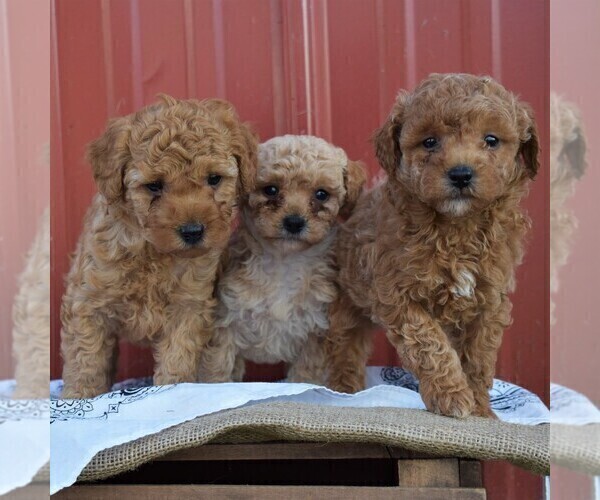 Medium Photo #2 Poodle (Standard) Puppy For Sale in WOODWARD, PA, USA