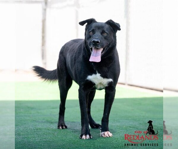 Medium Photo #1 Labrador Retriever-Unknown Mix Puppy For Sale in Redlands, CA, USA