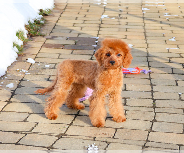 Medium Photo #4 Cavapoo (Miniature) Puppy For Sale in SYRACUSE, IN, USA