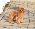 Small #3 Cavapoo (Miniature)