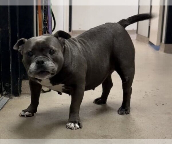 Medium Photo #16 Bulldog-Unknown Mix Puppy For Sale in Sanford, FL, USA