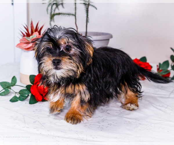 Medium Photo #3 Shorkie Tzu Puppy For Sale in WAKARUSA, IN, USA