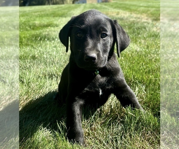 Medium Photo #12 Labrador Retriever Puppy For Sale in FREDERICKSBG, OH, USA