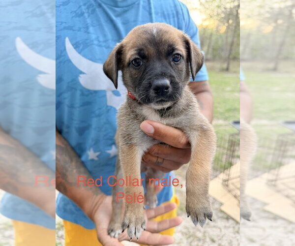Medium Photo #3 Mutt Puppy For Sale in Imlay City, MI, USA
