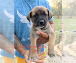 Small #2 Mutt
