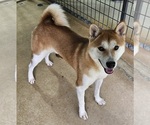 Small Photo #4 Shiba Inu Puppy For Sale in CLARK, MO, USA