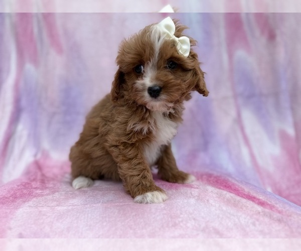 Medium Photo #6 Cavapoo (Standard) Puppy For Sale in LAKELAND, FL, USA