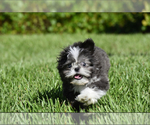Small #1 Shih Tzu