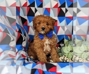 Cavapoo Puppy for sale in NEW PROVIDENCE, PA, USA
