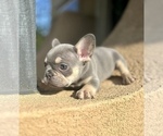 Small Photo #6 French Bulldog Puppy For Sale in PARADISE VALLEY, AZ, USA