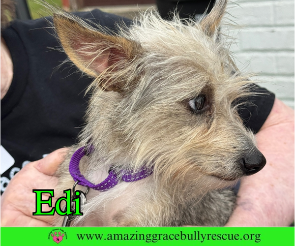 Medium Photo #4 Mutt Puppy For Sale in Pensacola, FL, USA