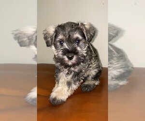 Schnauzer (Miniature) Puppy for sale in PERRY, IA, USA