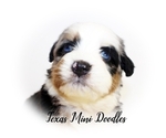 Puppy 7 Miniature Australian Shepherd-Miniature Bernedoodle Mix