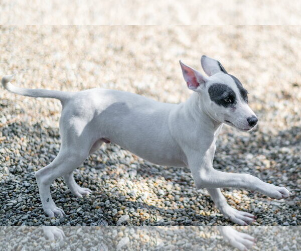 Medium Photo #4 Mutt Puppy For Sale in Hilton Head, SC, USA
