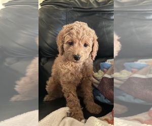 Goldendoodle (Miniature) Puppy for sale in LINWOOD, MI, USA