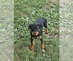 Small Rottweiler