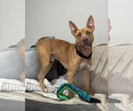Small #12 Carolina Dog-Pharaoh Hound Mix