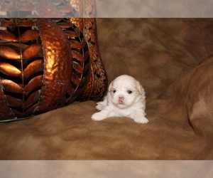 Shih Tzu Puppy for sale in SIERRA VISTA, AZ, USA
