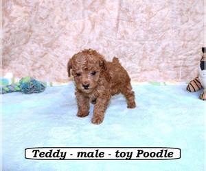 Poodle (Toy) Puppy for Sale in CLARKRANGE, Tennessee USA