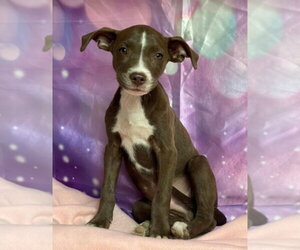 Mutt Dogs for adoption in Lakewood, CO, USA