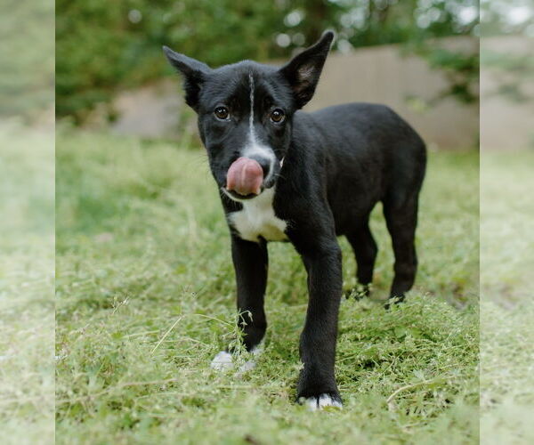 Medium Photo #19 Labrador Retriever-Unknown Mix Puppy For Sale in OKLAHOMA CITY, OK, USA