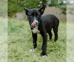 Small #18 Labrador Retriever Mix
