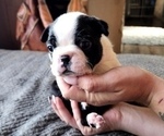 Small Photo #9 Boston Terrier Puppy For Sale in LEXINGTON, IN, USA
