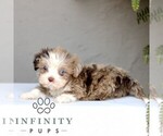 Small #2 ShihPoo